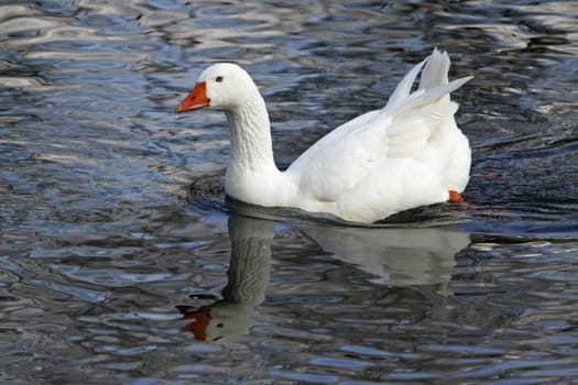 White domestic goose in the water