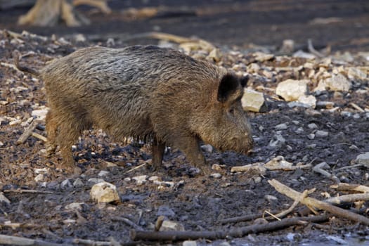 Wild boar