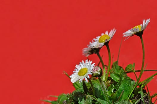 Daisy