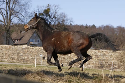 Galloping Trakehner
