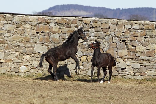 Fighting Trakehner yearlings