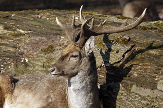 Fallow deer