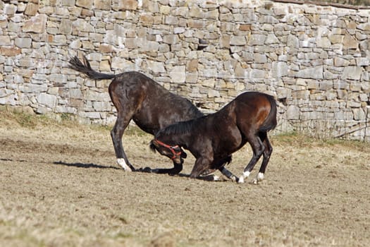 Fighting Trakehner yearlings