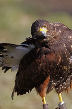 Desert Buzzard