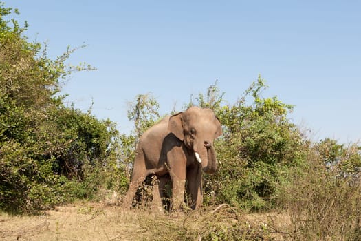 Elephant,in the wild of Surin in Thailand