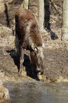 Elk
