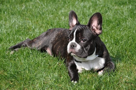 French Bulldog