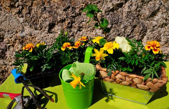 Garden Decoration Easter Spring Plants