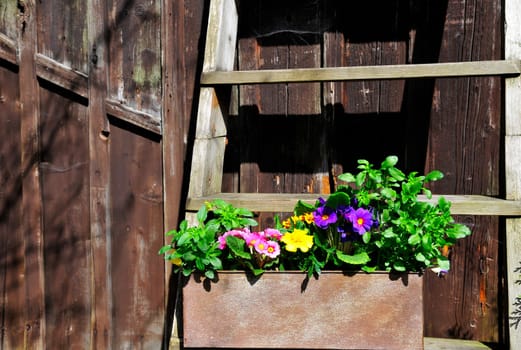 Garden Decoration Easter Spring Plants