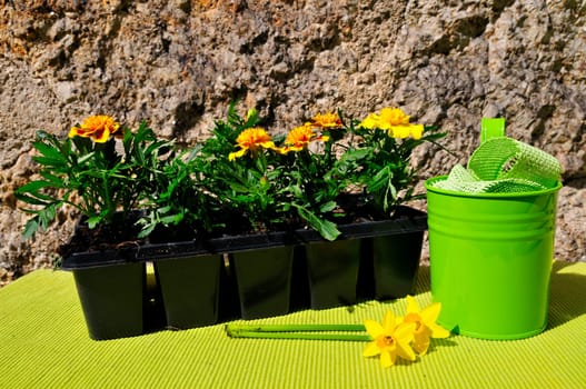 Garden Decoration Easter Spring Plants