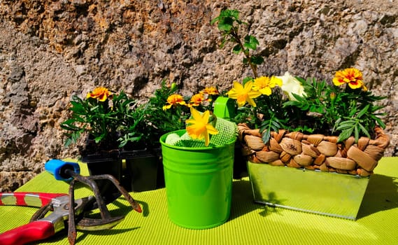 Garden Decoration Easter Spring Plants