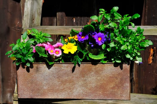 Garden Decoration Easter Spring Plants