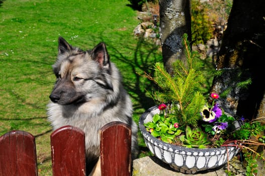 Dog,at the fence