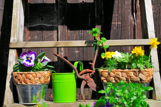 Garden Decoration Easter Spring Plants