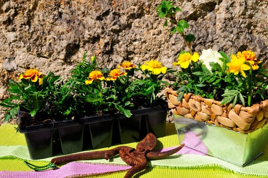 Garden Decoration Easter Spring Plants