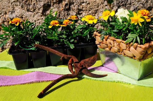 Garden Decoration Easter Spring Plants