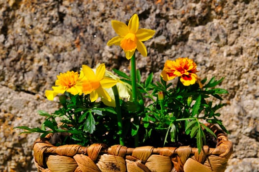 Garden Decoration Easter Spring Plants