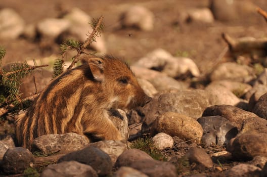young boar