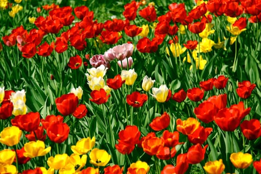 Tulips