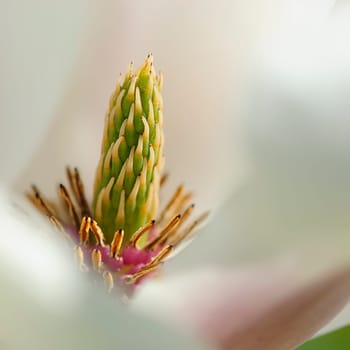 Magnolia