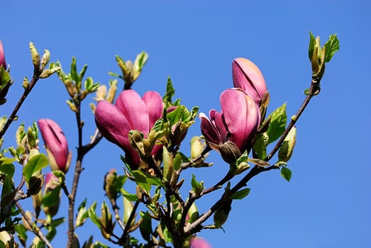 Magnolia