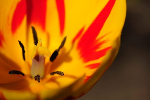 tulip