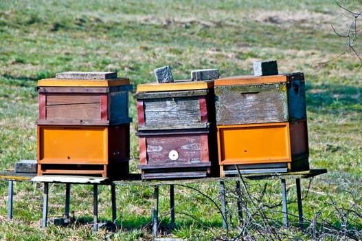 Beehives in spring