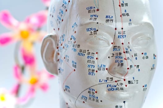 Acupuncture model