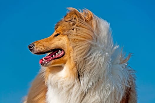Collie