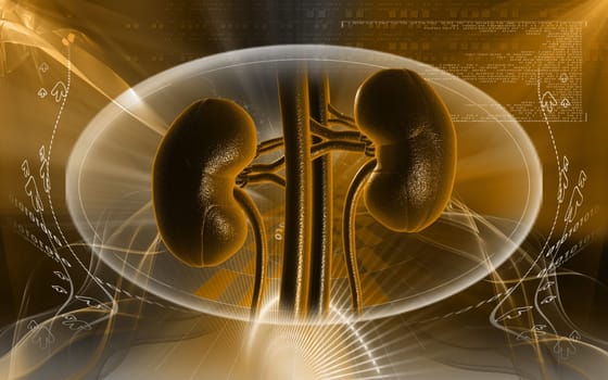 Digital illustration of kidney in colour background