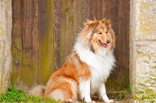 Collie