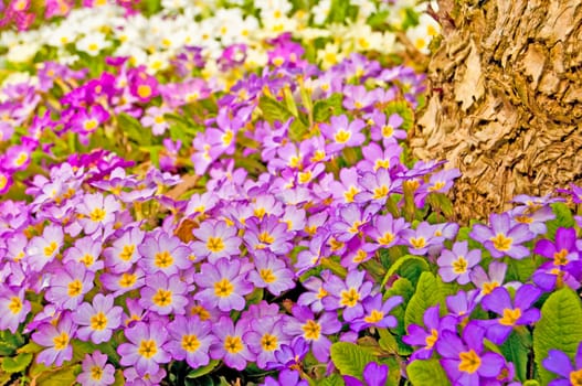colorful primroses