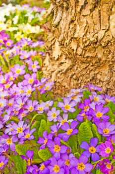 colorful primroses