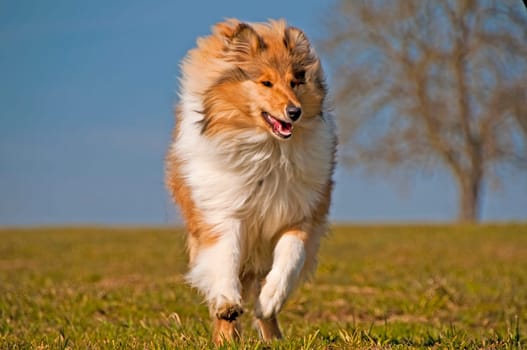 Collie runs