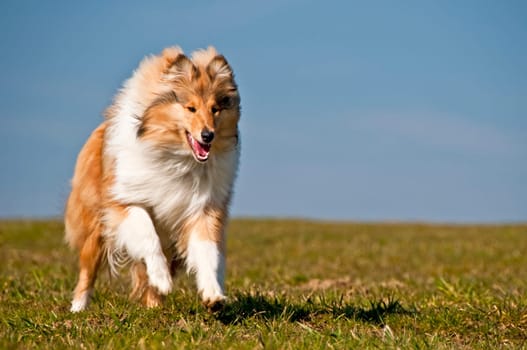 Collie