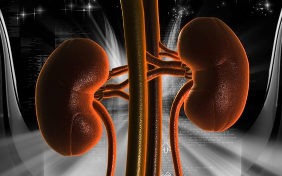 Digital illustration of kidney in colour background