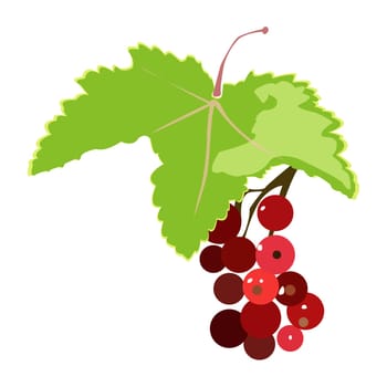 bunch of red currant illustration isolated on white