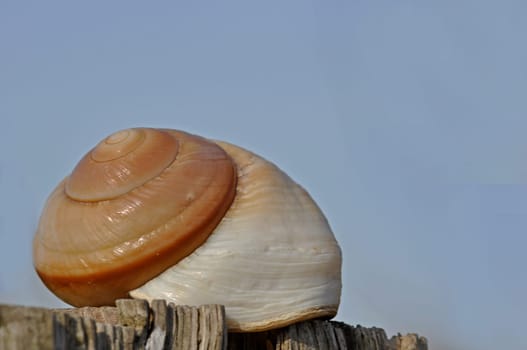 Snail-shell