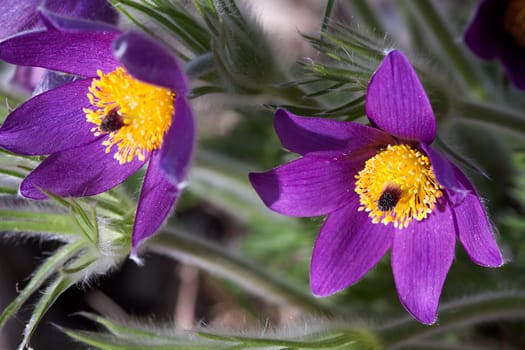 Pasque flower