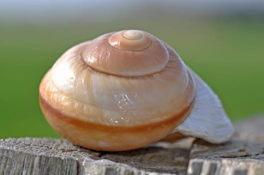 Snail-shell