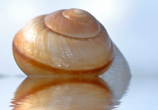 Snail-shell