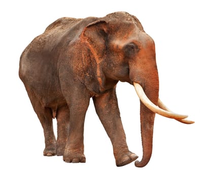 Elephant with clipping path,isolated against white background