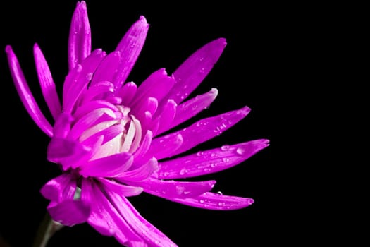 pink Chrysanthemum flowers isolated on a black background