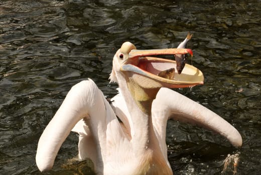 hungry pelican