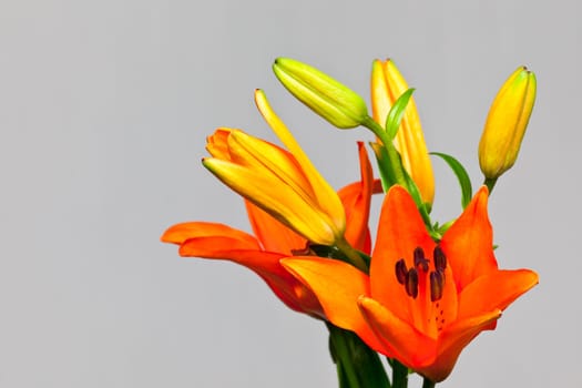 orange lily isolated on a white background