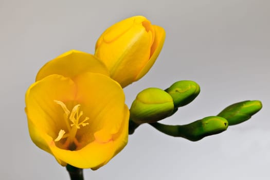 a yellow fresia on a white background
