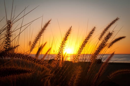 Close-up of wild desert grass on the beach with the ocean &amp  sunrise in the horizon behind it.