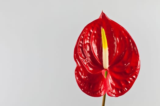 beautiful red anthurium on a white background