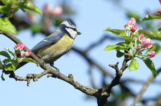 Blue in the apple tree