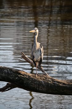 A Heron perched atop a fallen tree trunk over a lake in Northern Europe.